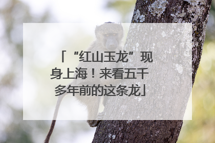 “红山玉龙”现身上海！来看五千多年前的这条龙