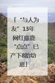 “与人为友”13年 网红麋鹿“点点”已产下8胎幼崽
