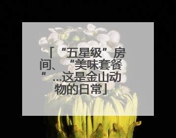 “五星级”房间、“美味套餐”…这是金山动物的日常