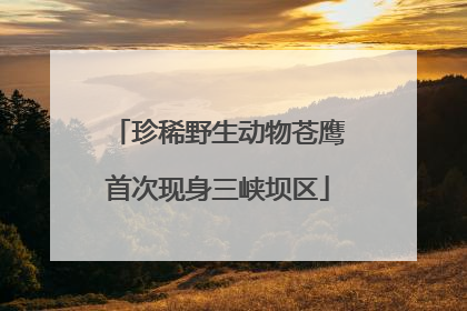 珍稀野生动物苍鹰首次现身三峡坝区