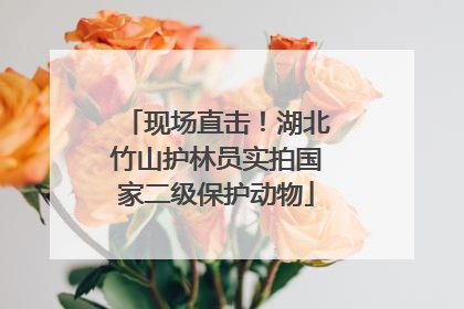 现场直击！湖北竹山护林员实拍国家二级保护动物