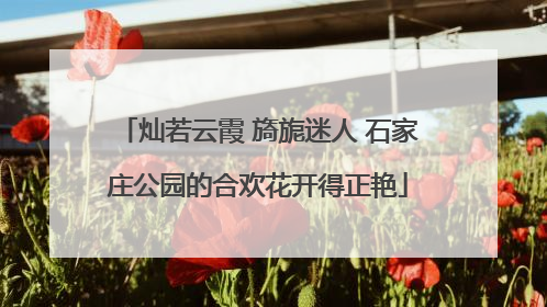 灿若云霞 旖旎迷人 石家庄公园的合欢花开得正艳