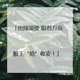 热辣滚烫 跟着万亩粮王“抢”收麦！