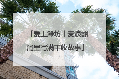 爱上潍坊丨麦浪翻涌里写满丰收故事