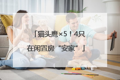 猫头鹰×5！4只在闲置房“安家”