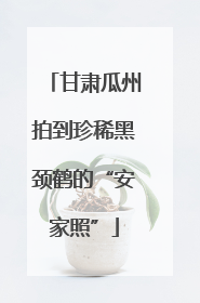 甘肃瓜州拍到珍稀黑颈鹤的“安家照”