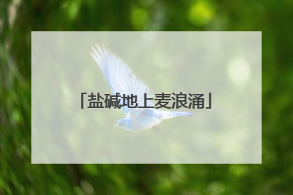 盐碱地上麦浪涌