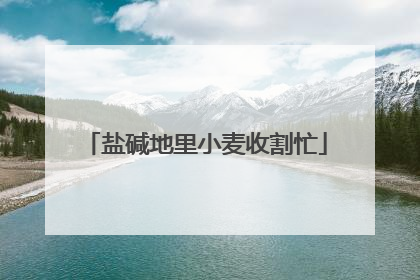 盐碱地里小麦收割忙
