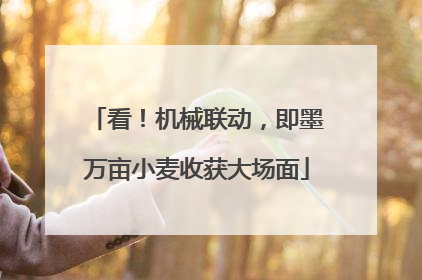 看！机械联动，即墨万亩小麦收获大场面