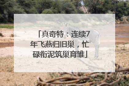 真奇特：连续7年飞燕归旧巢，忙碌衔泥筑巢育雏