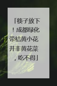 筷子放下！成都绿化带桔黄小花并非黄花菜，吃不得