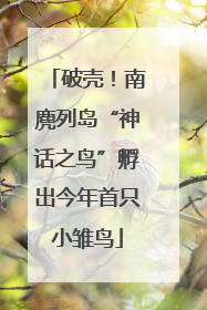 破壳！南麂列岛“神话之鸟”孵出今年首只小雏鸟