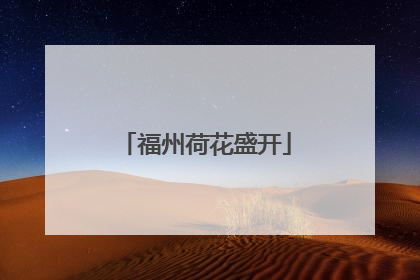 福州荷花盛开