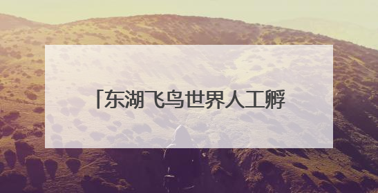 东湖飞鸟世界人工孵化和育雏首例红嘴鸥