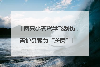 两只小苍鹭学飞刮伤，管护员紧急“送医”