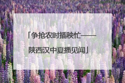 争抢农时插秧忙——陕西汉中夏播见闻