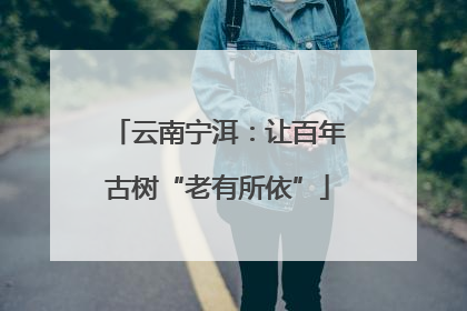 云南宁洱：让百年古树“老有所依”