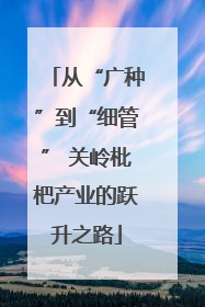 从“广种”到“细管” 关岭枇杷产业的跃升之路