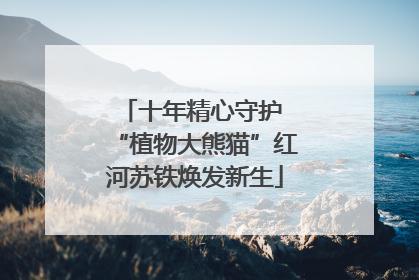 十年精心守护 “植物大熊猫”红河苏铁焕发新生