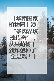 华南国家植物园上演“多肉界玫瑰传奇”，从呆萌树干到炸裂种子全是戏！