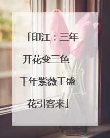 印江：三年开花变三色 千年紫薇王盛花引客来