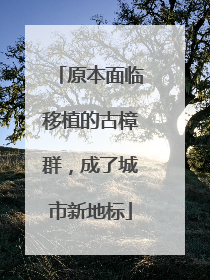 原本面临移植的古樟群，成了城市新地标
