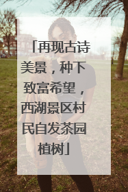 再现古诗美景，种下致富希望，西湖景区村民自发茶园植树