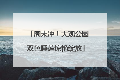 周末冲！大观公园双色睡莲惊艳绽放