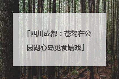 四川成都：苍鹭在公园湖心岛觅食嬉戏