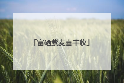 富硒紫麦喜丰收