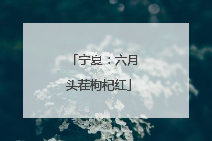 宁夏：六月头茬枸杞红