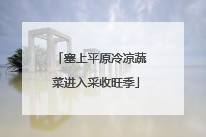塞上平原冷凉蔬菜进入采收旺季