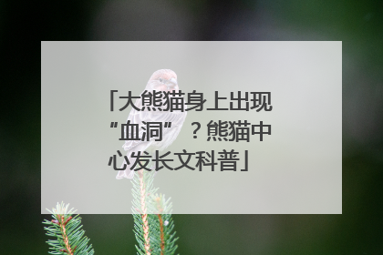 大熊猫身上出现“血洞”？熊猫中心发长文科普