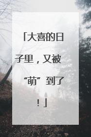 大喜的日子里，又被“萌”到了！