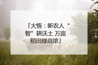 大悟：新农人“智”耕沃土 万亩稻田绿意浓