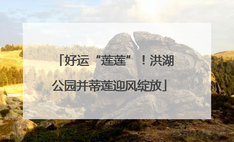 好运“莲莲”！洪湖公园并蒂莲迎风绽放
