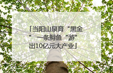 当阳山泉育“黑金” 一条鲟鱼“游”出10亿元大产业