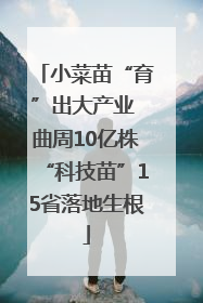 小菜苗“育”出大产业 曲周10亿株“科技苗”15省落地生根