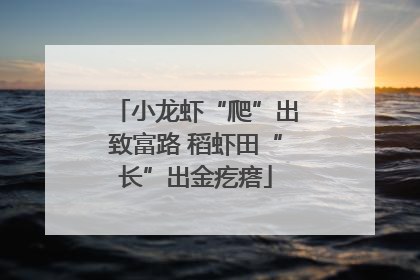小龙虾“爬”出致富路 稻虾田“长”出金疙瘩
