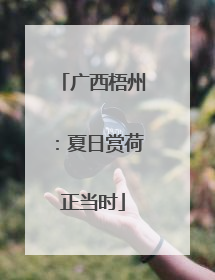 广西梧州：夏日赏荷正当时