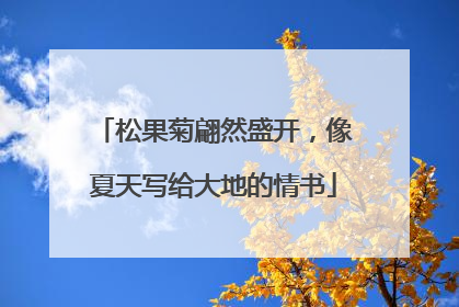 松果菊翩然盛开，像夏天写给大地的情书