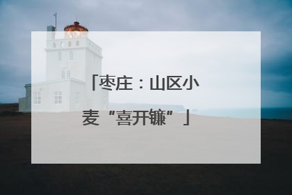 枣庄：山区小麦“喜开镰”