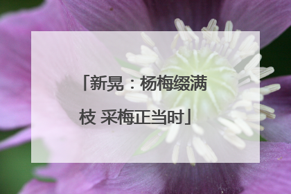 新晃：杨梅缀满枝 采梅正当时