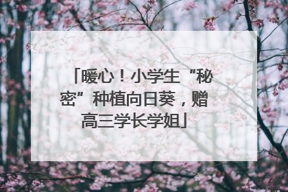 暖心！小学生“秘密”种植向日葵，赠高三学长学姐