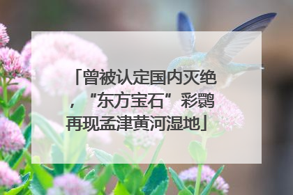 曾被认定国内灭绝，“东方宝石”彩鹮再现孟津黄河湿地