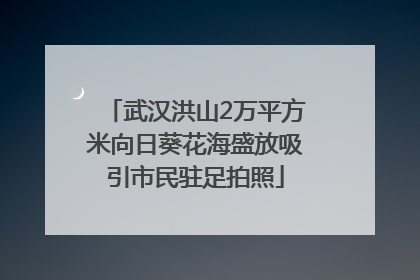 武汉洪山2万平方米向日葵花海盛放吸引市民驻足拍照