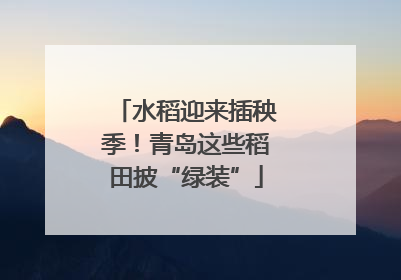 水稻迎来插秧季！青岛这些稻田披“绿装”