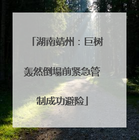 湖南靖州：巨树轰然倒塌前紧急管制成功避险