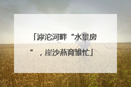 滹沱河畔“水景房”，崖沙燕育雏忙