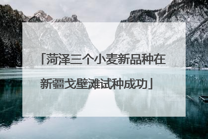 菏泽三个小麦新品种在新疆戈壁滩试种成功